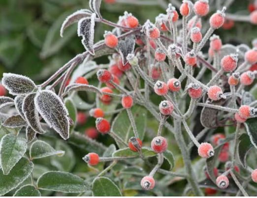 atelier Jardins fruitiers LAquenexy Moselle, jeune public